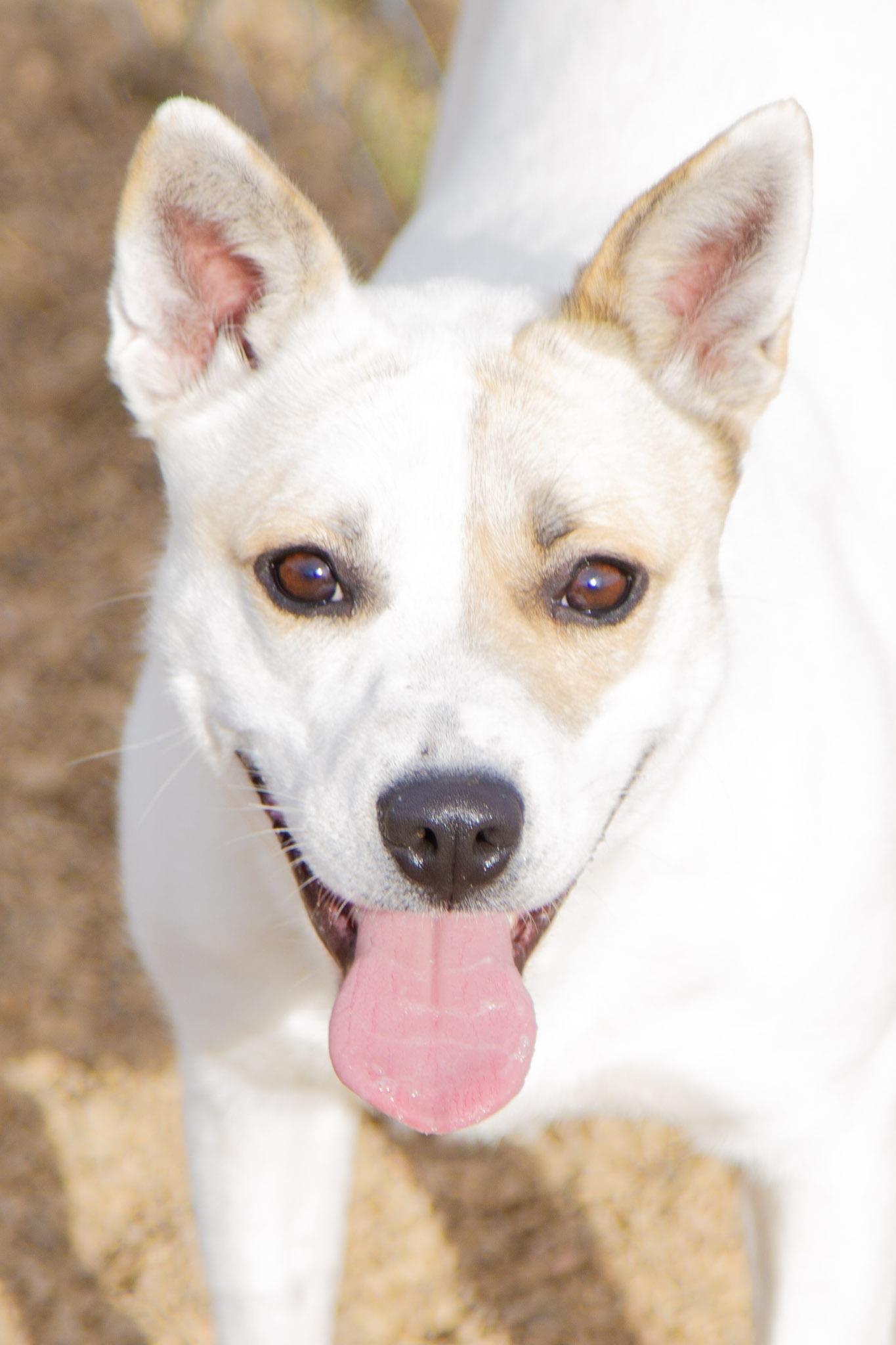 Evangeline, ADOPTABLE, Adult Female Terrier.