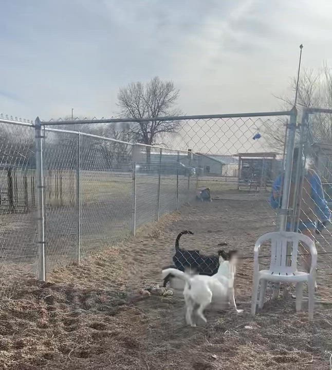 Enlarge Evangeline, a ADOPTABLE mixed breed in Rapid City, SD video 6/6