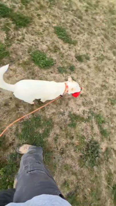 Enlarge Evangeline, a ADOPTABLE mixed breed in Rapid City, SD video 5/5