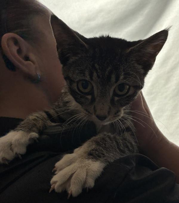 *Oopsie Whoopsie*, Adoptable, Kitten Female Domestic Short Hair.