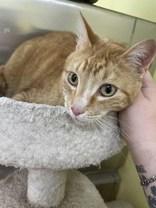 Garfield, ADOPTABLE, Adult Male Domestic Short Hair.