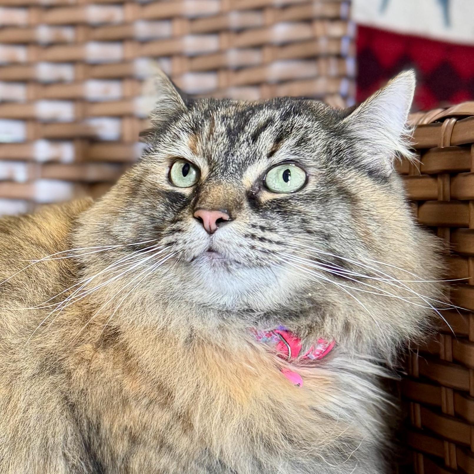 Zyda, ADOPTABLE, Adult Female Domestic Long Hair.