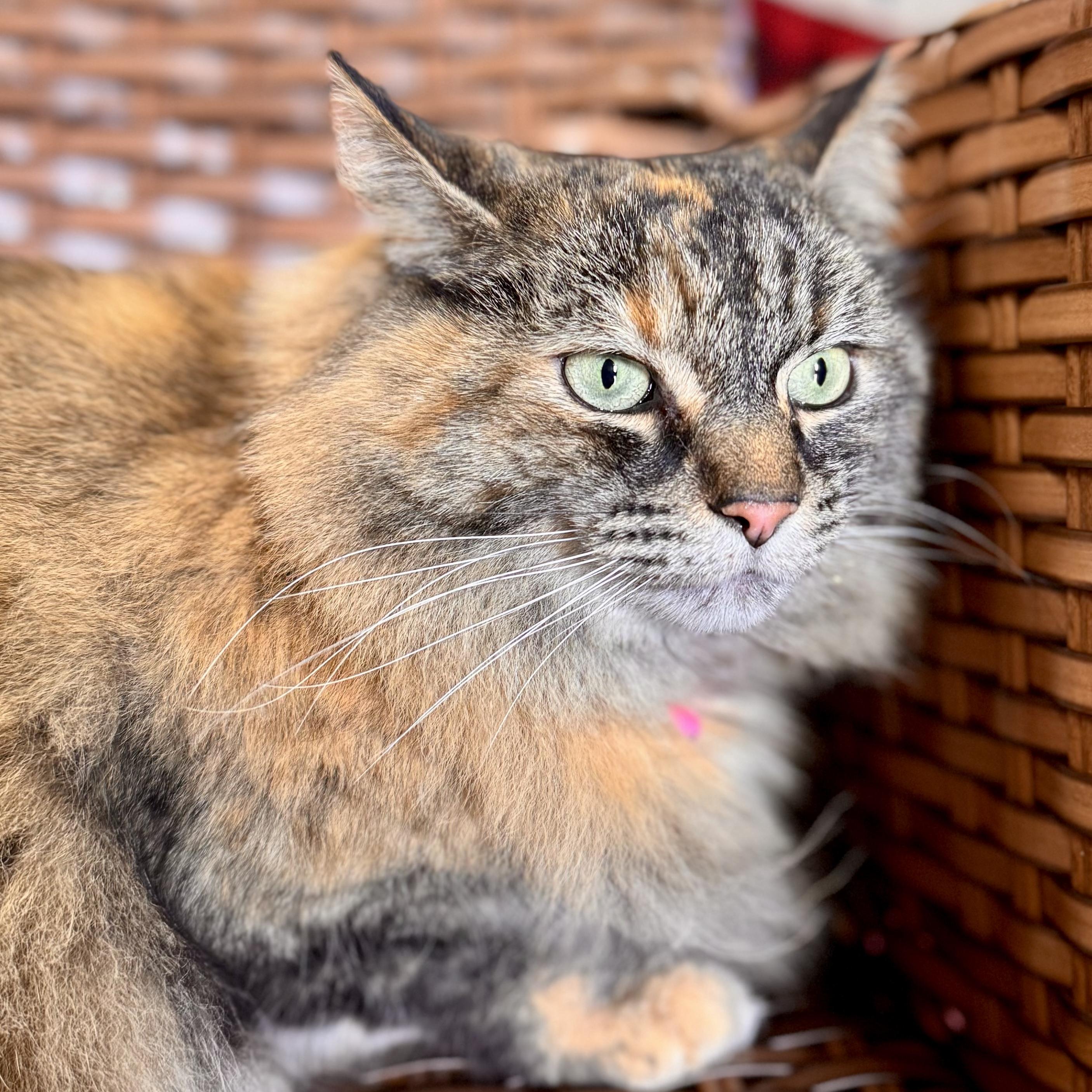 Zyda, a ADOPTABLE Domestic Long Hair in Midland, MI image 2/3