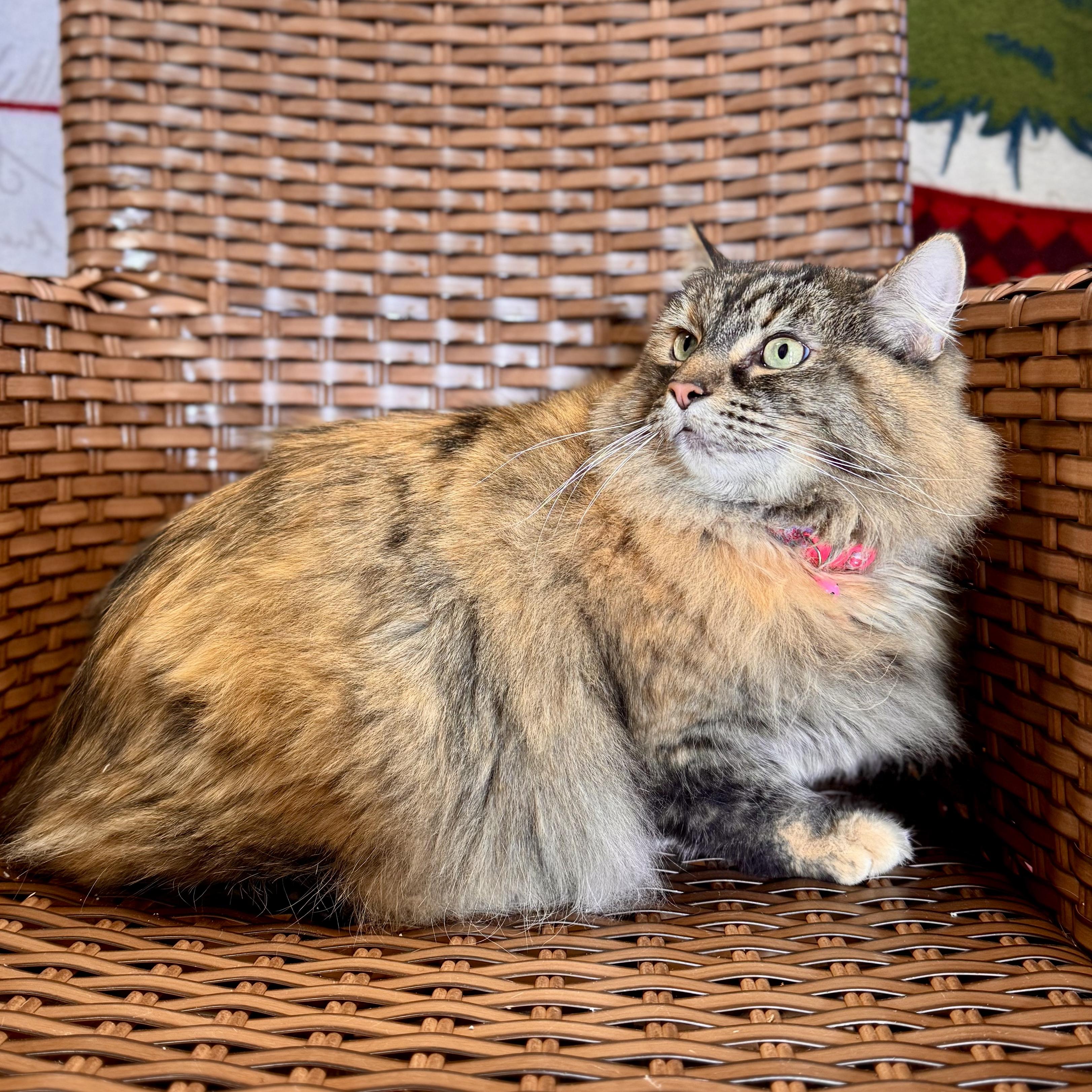 Zyda, a ADOPTABLE Domestic Long Hair in Midland, MI image 3/3