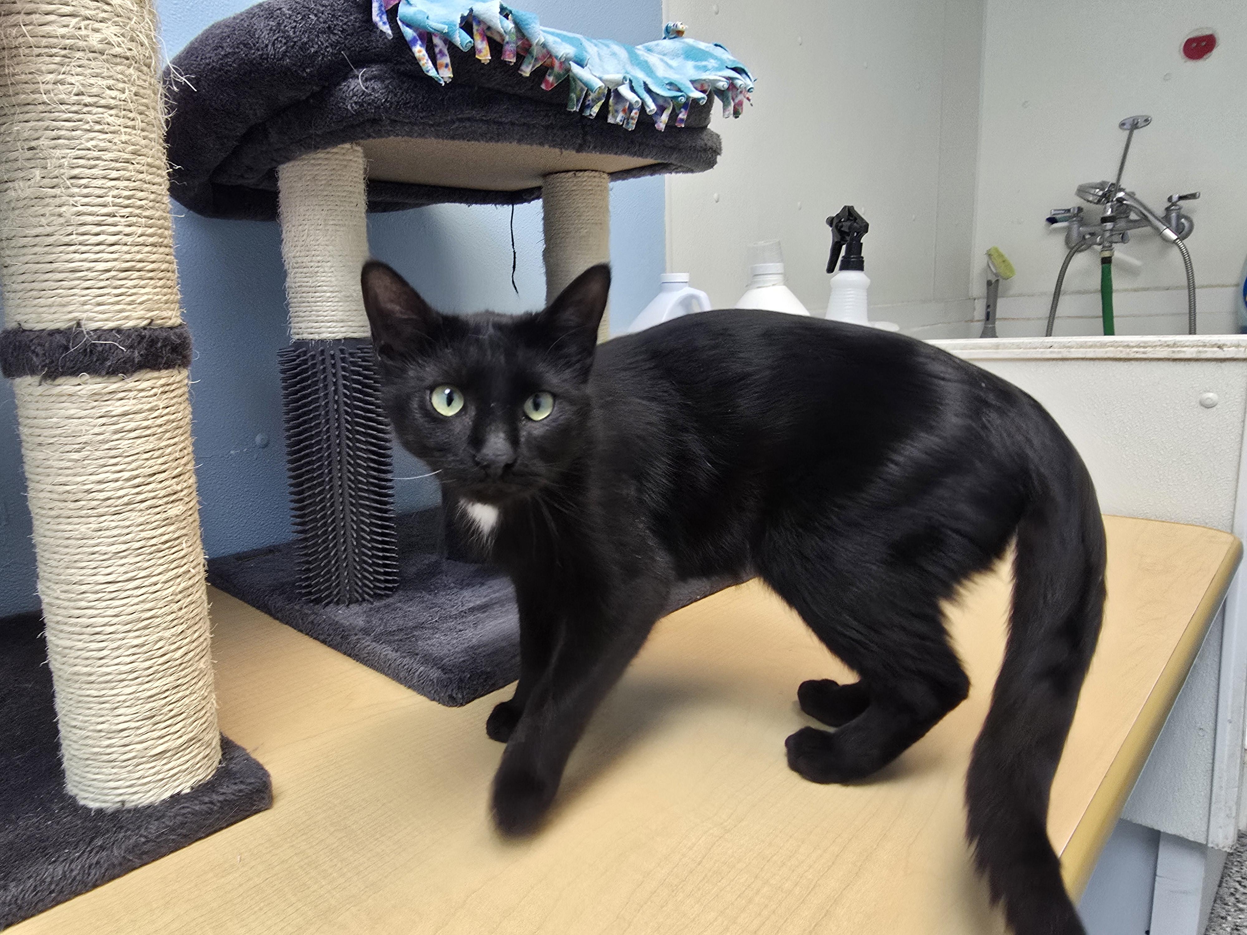 Enlarge Gypsy, a ADOPTABLE Domestic Short Hair in Farmington, MO image 2/2
