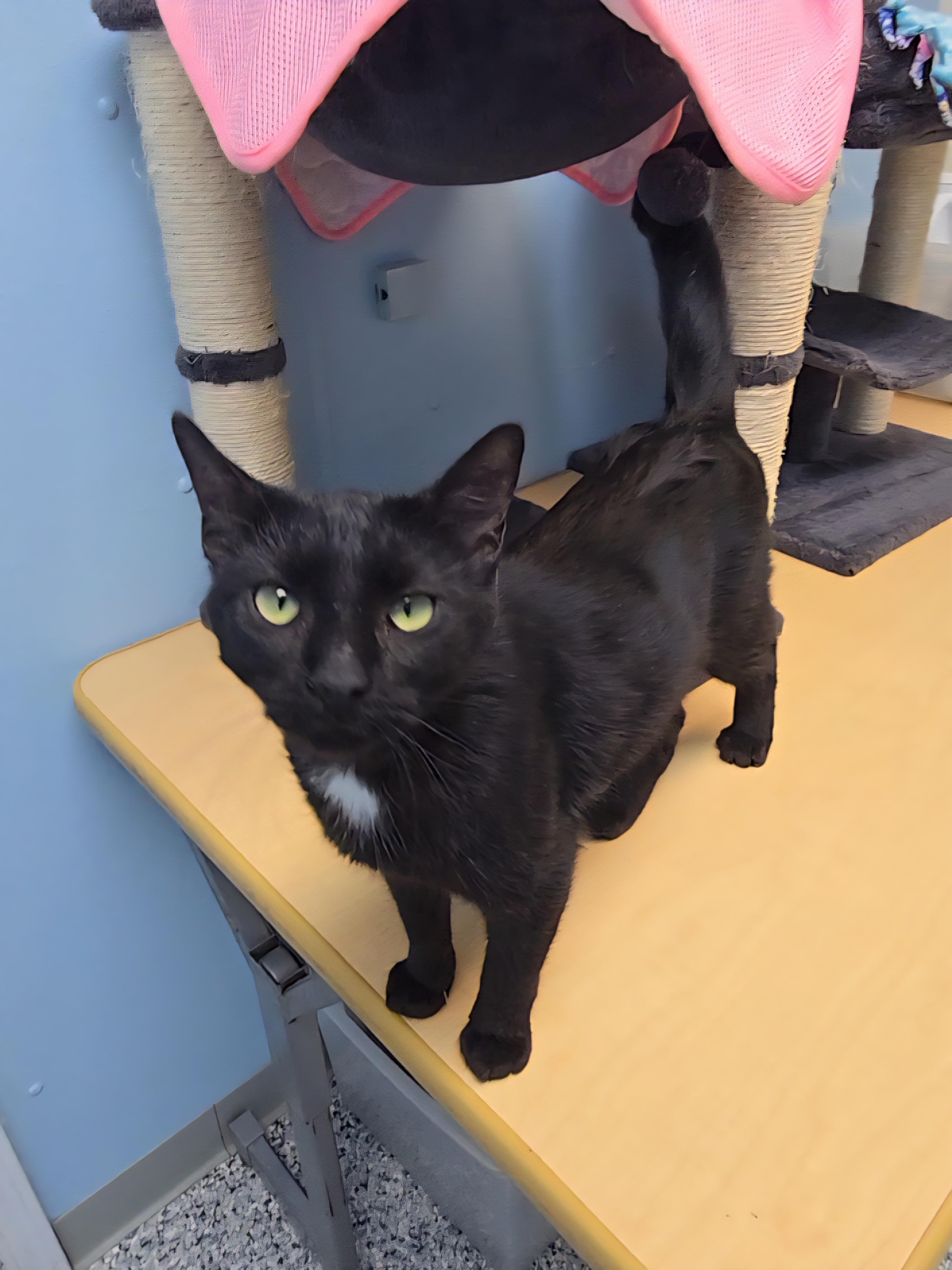 Gypsy, ADOPTABLE, Young Female Domestic Short Hair.
