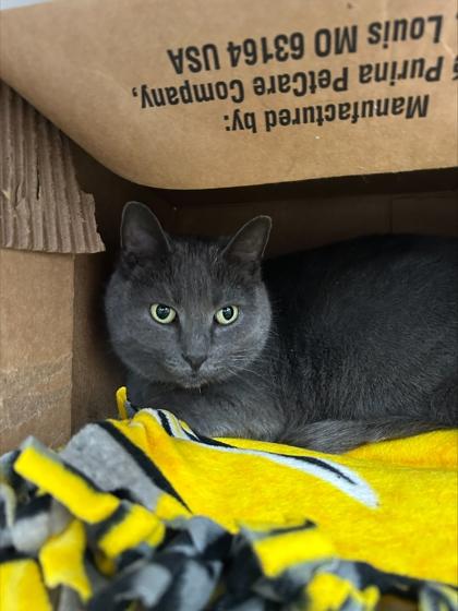 Enlarge Bluebell, a Adoptable mixed breed in Sterling Heights, MI image 1/2