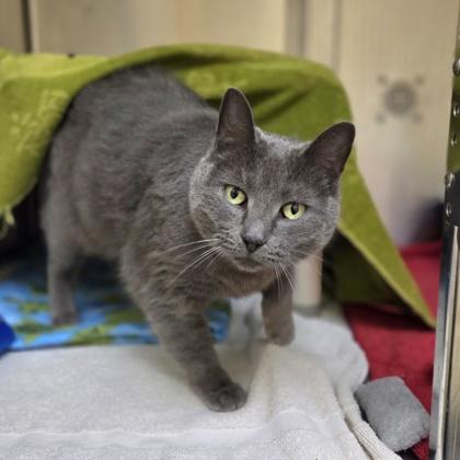 Enlarge Bluebell, a Adoptable mixed breed in Sterling Heights, MI image 2/2