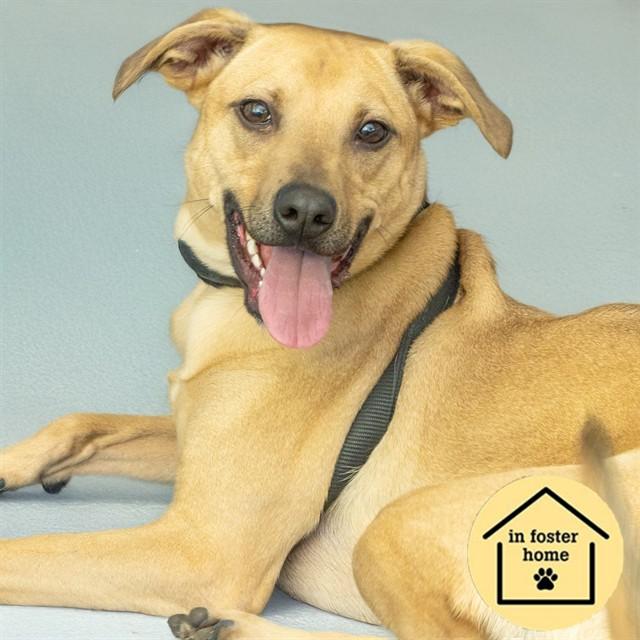 PARROT, Adoptable, Young Male Beagle & Mixed Breed.