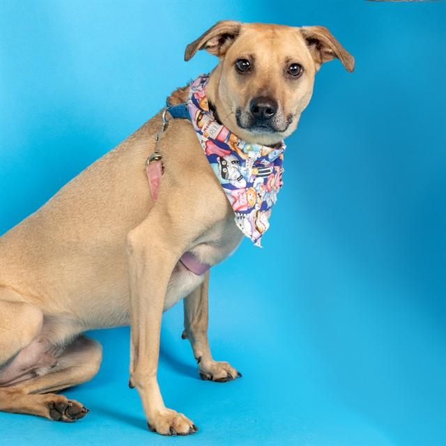 Enlarge PARKER, a Adoptable mixed breed in Saint Louis, MO image 1/1