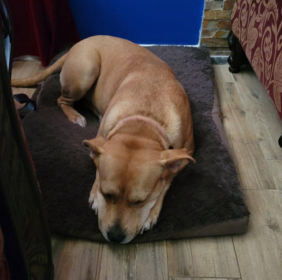Enlarge Sandy, a ADOPTABLE mixed breed in Houston, TX image 2/6