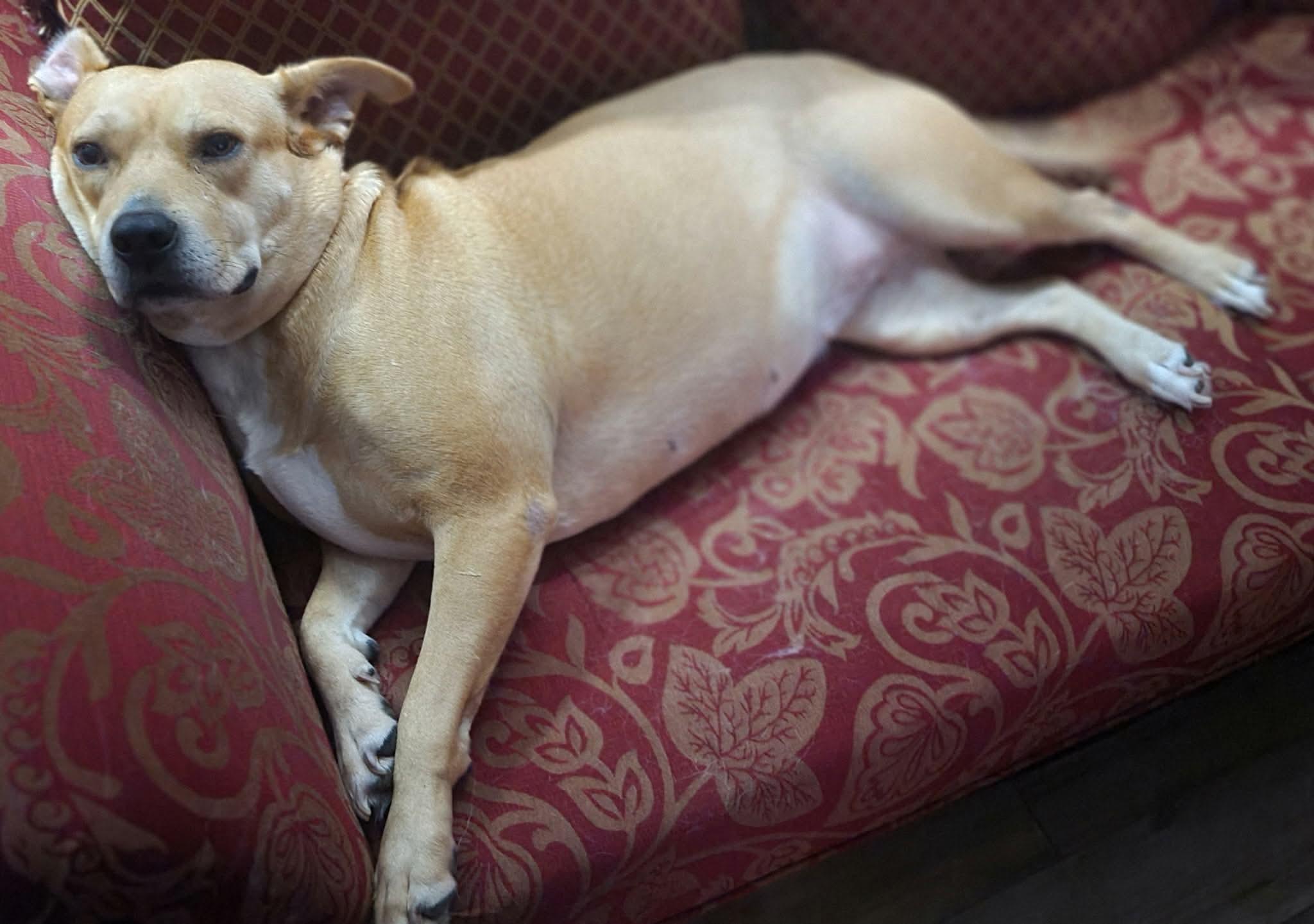 Enlarge Sandy, a ADOPTABLE mixed breed in Houston, TX image 5/6