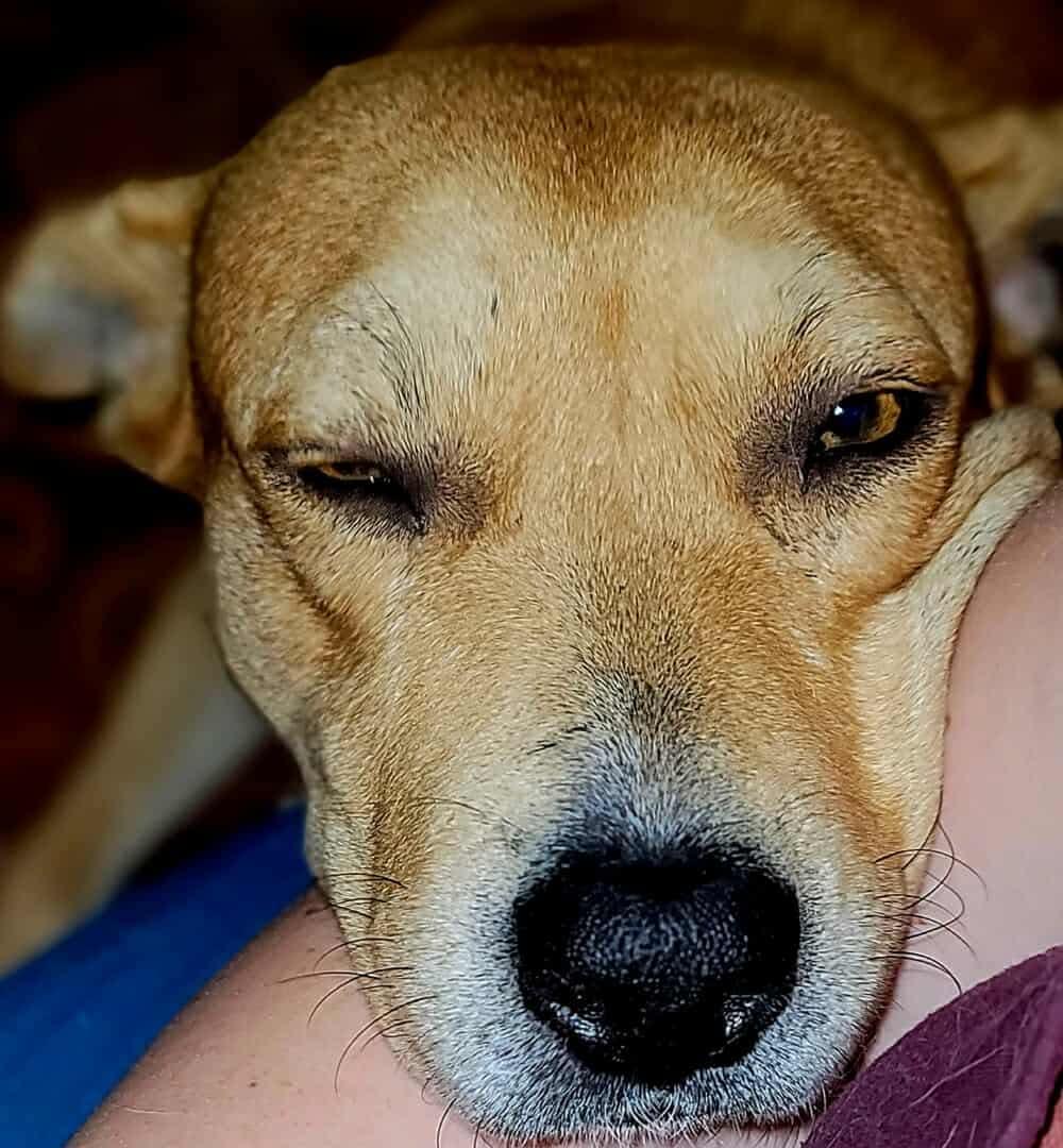 Sandy, ADOPTABLE, Adult Female Yellow Labrador Retriever.