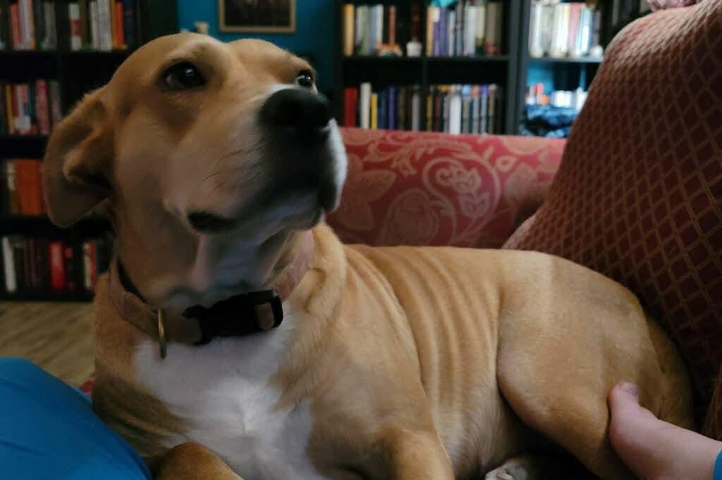 Enlarge Sandy, a ADOPTABLE mixed breed in Houston, TX image 4/6