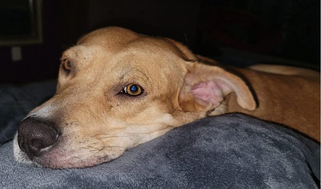 Enlarge Sandy, a ADOPTABLE mixed breed in Houston, TX image 3/6