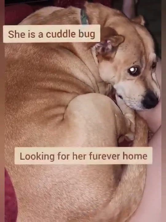 Enlarge Sandy, a ADOPTABLE mixed breed in Houston, TX video 6/6