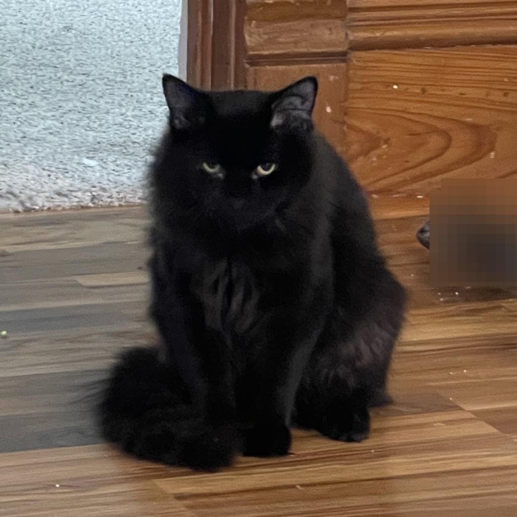 Kayce, Adoptable, Young Male Domestic Long Hair.