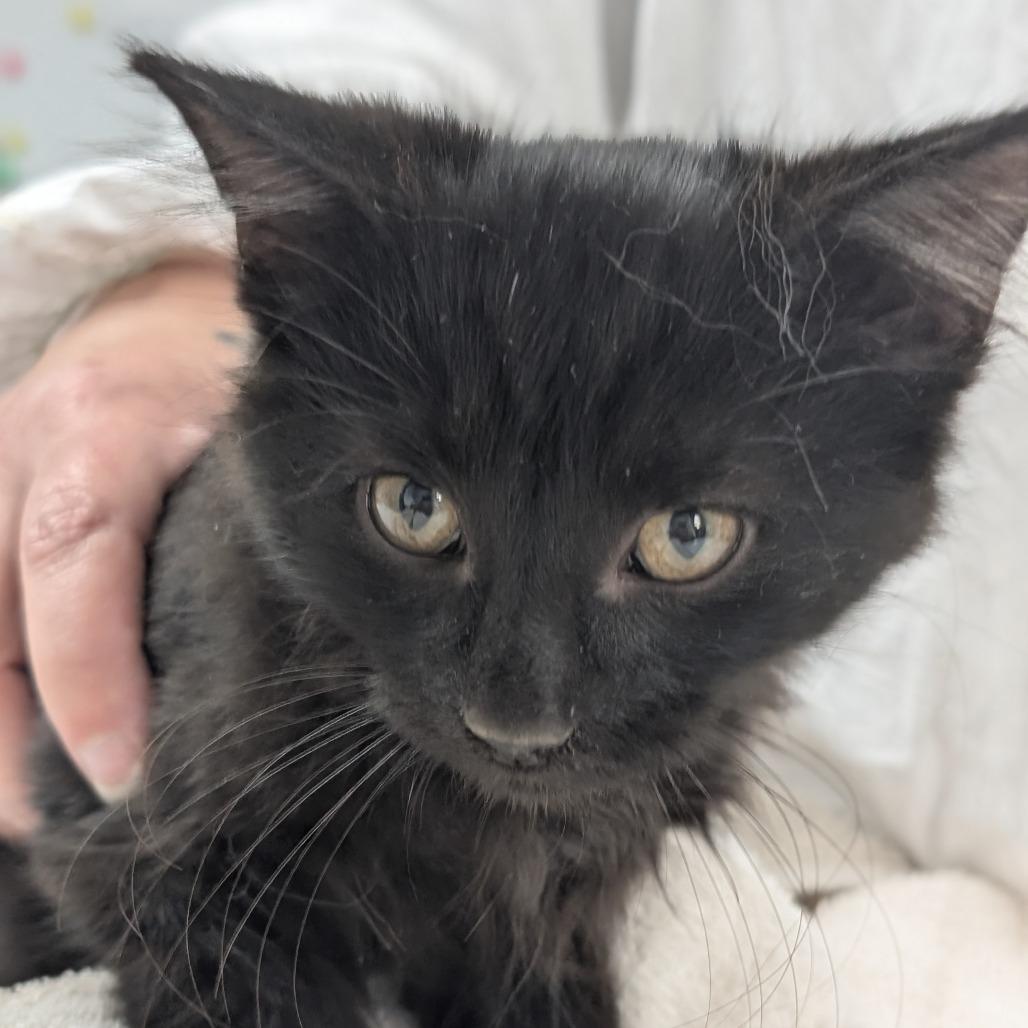 Enlarge Kayce, a Adoptable Domestic Long Hair in Canton, IL image 1/1