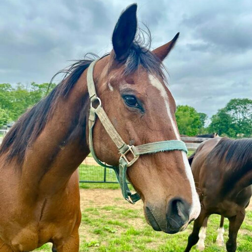 Enlarge Arlo, a Adoptable Quarterhorse in Marshall, VA image 1/4