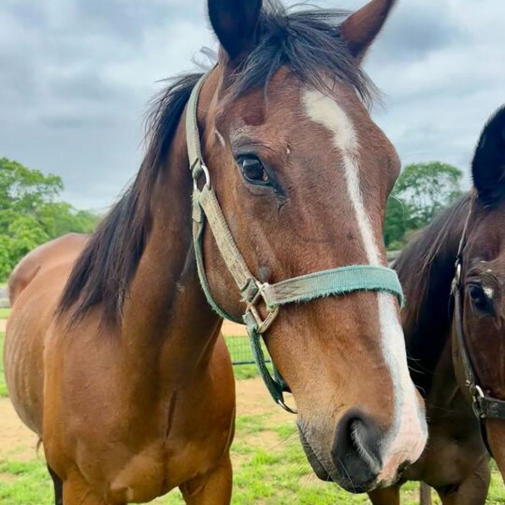 Enlarge Arlo, a Adoptable Quarterhorse in Marshall, VA image 2/4