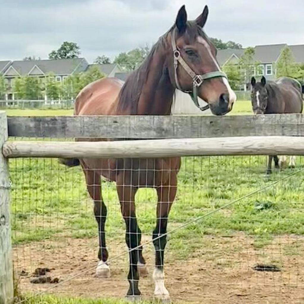Enlarge Arlo, a Adoptable Quarterhorse in Marshall, VA image 3/4