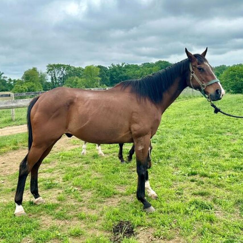Enlarge Arlo, a Adoptable Quarterhorse in Marshall, VA image 4/4