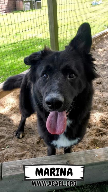 Enlarge Marina, a Adoptable mixed breed in Ashtabula, OH image 1/3