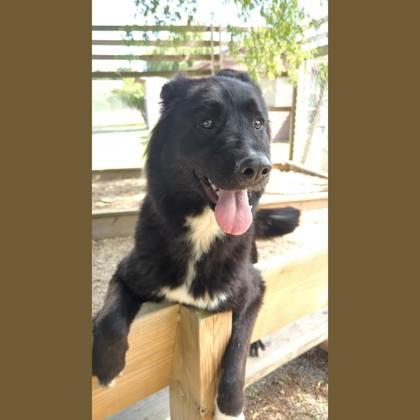 Enlarge Marina, a Adoptable mixed breed in Ashtabula, OH image 2/3