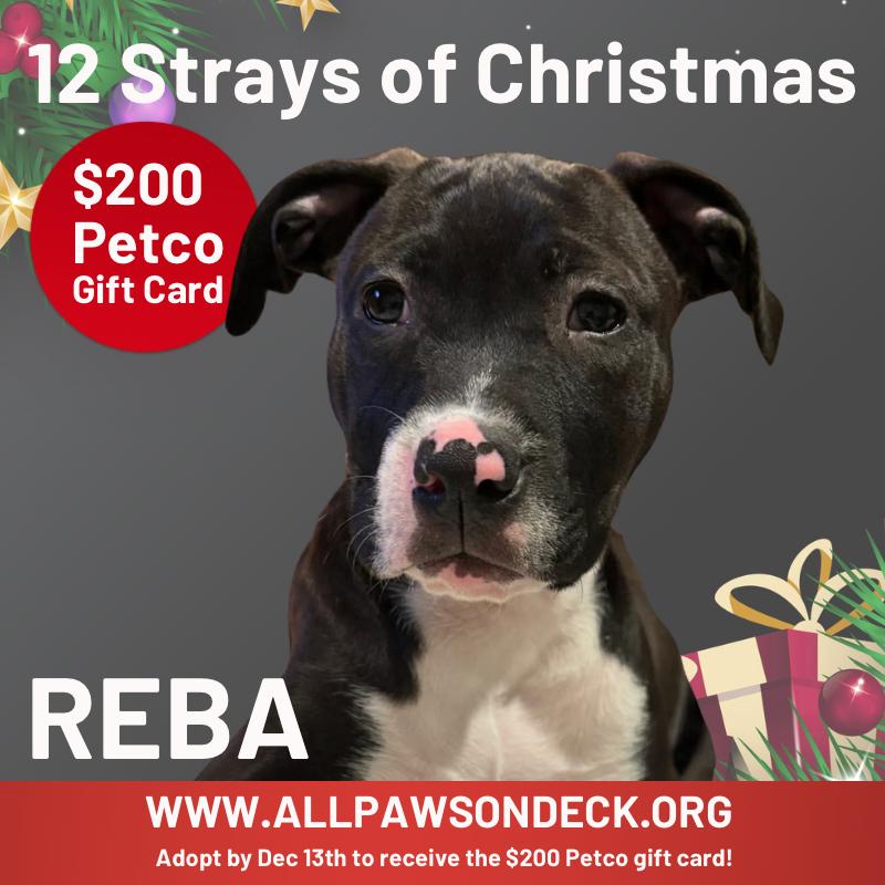Reba, a Adoptable mixed breed in Griswold, CT image 1/3