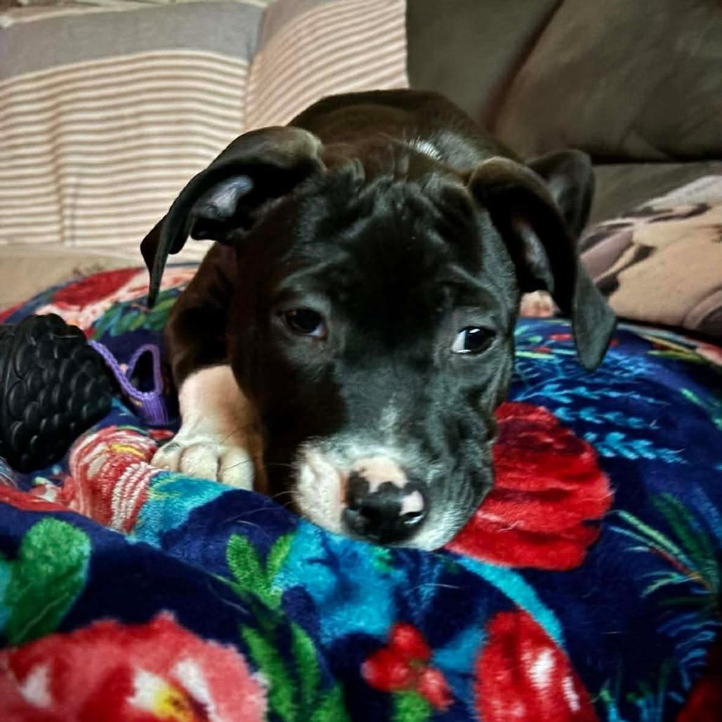 Reba, a Adoptable mixed breed in Griswold, CT image 2/3