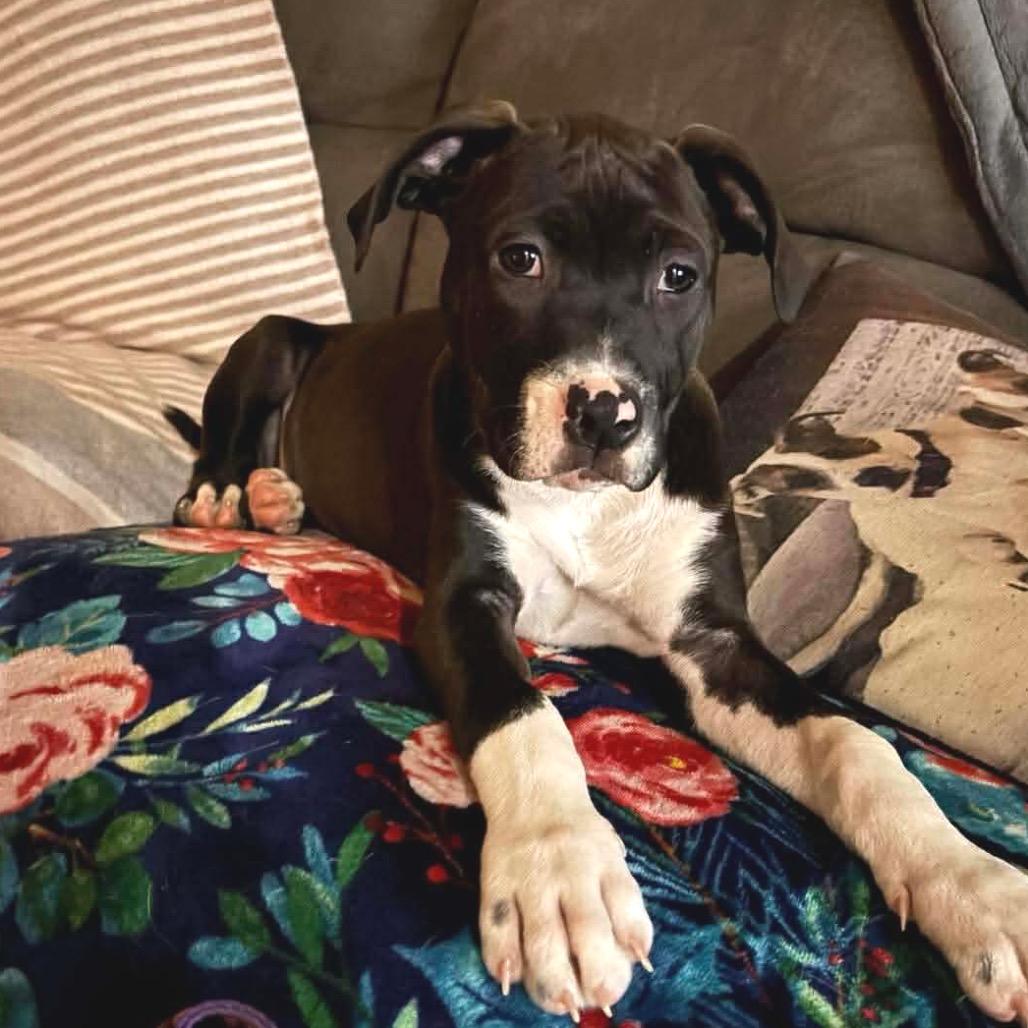 Reba, a Adoptable mixed breed in Griswold, CT image 3/3