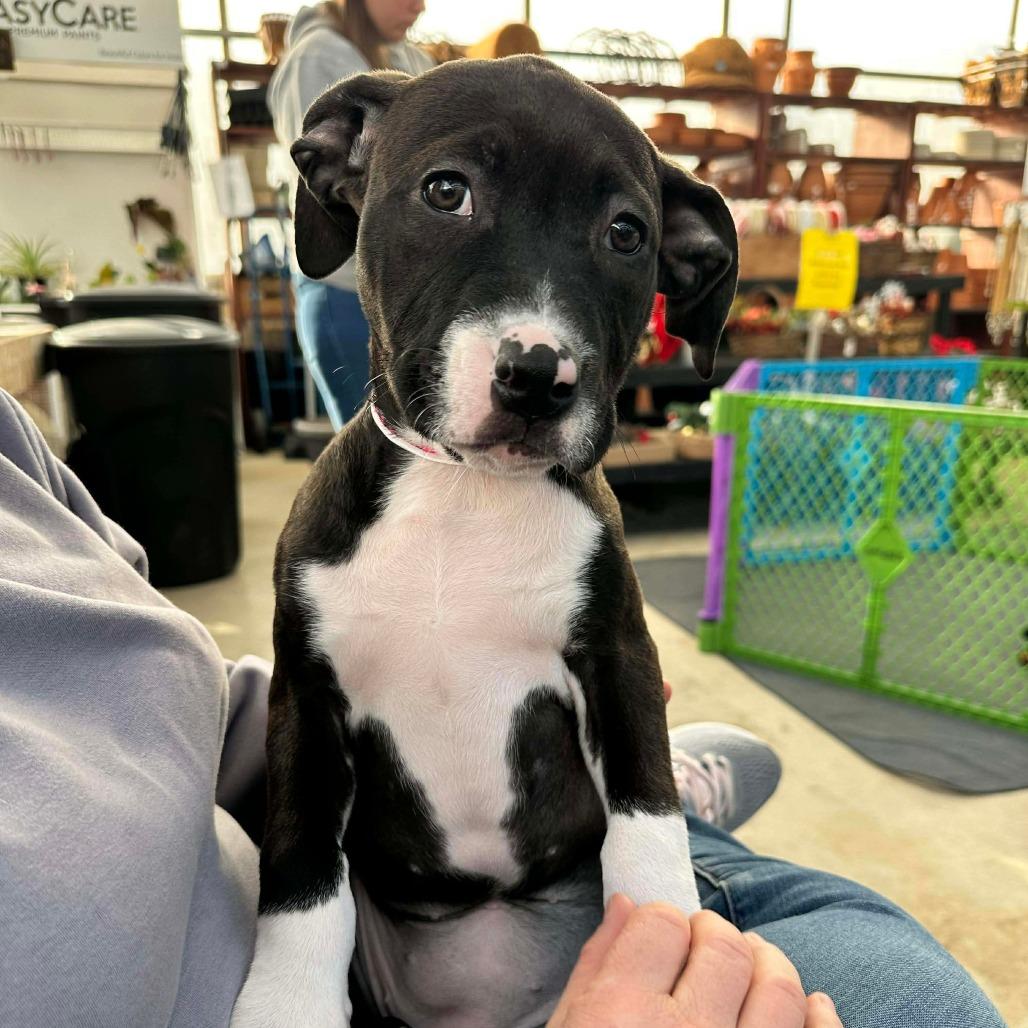 Reba, a Adoptable mixed breed in Griswold, CT image 2/3