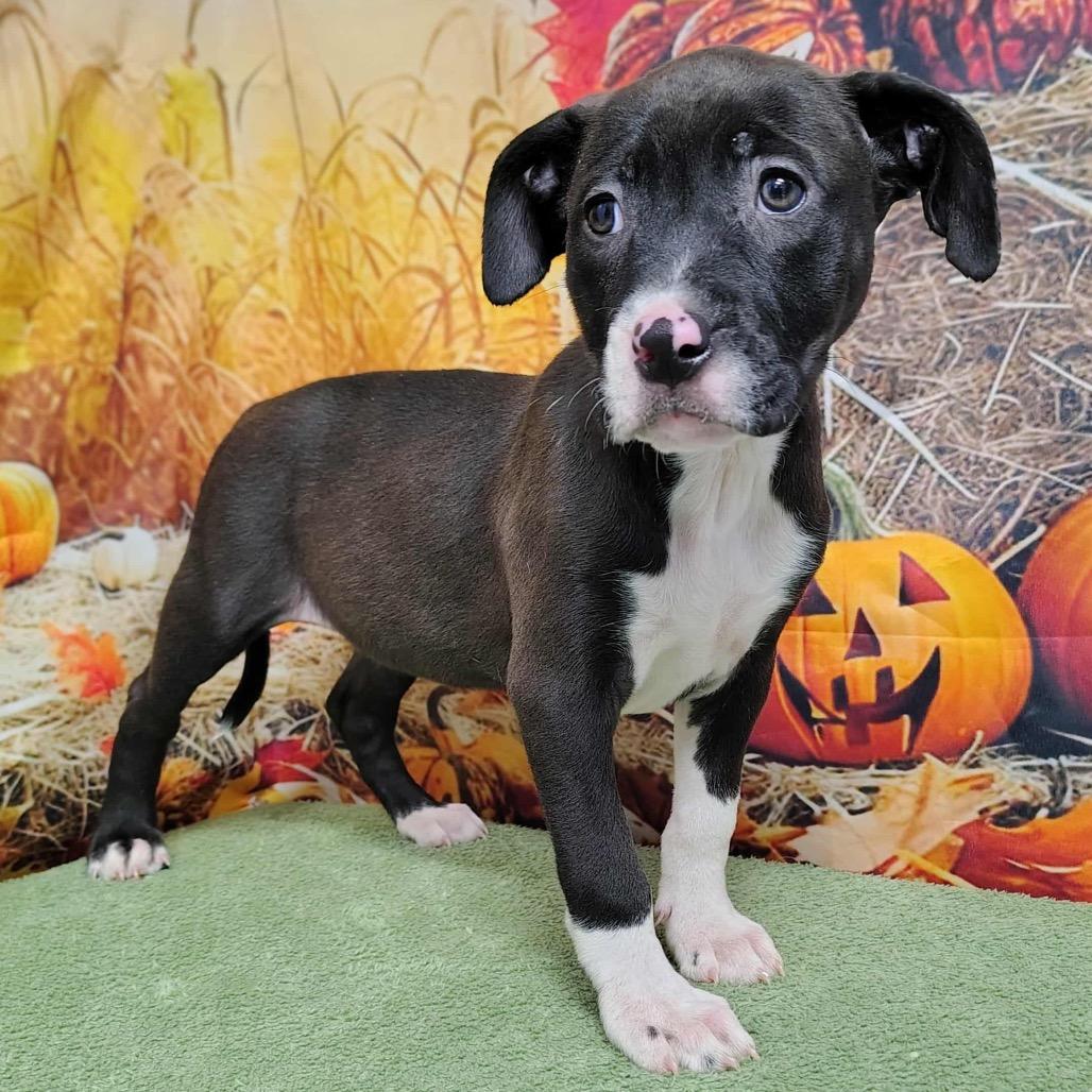 Reba, a Adoptable mixed breed in Griswold, CT image 3/3