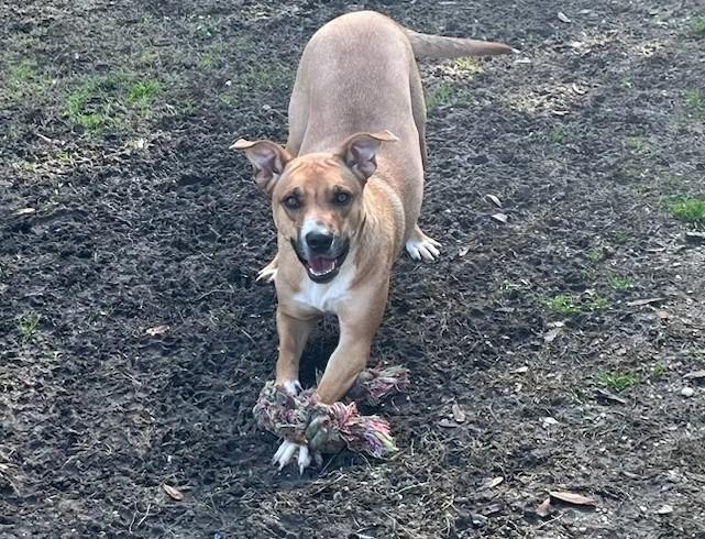 River, Adoptable, Adult Female Terrier.