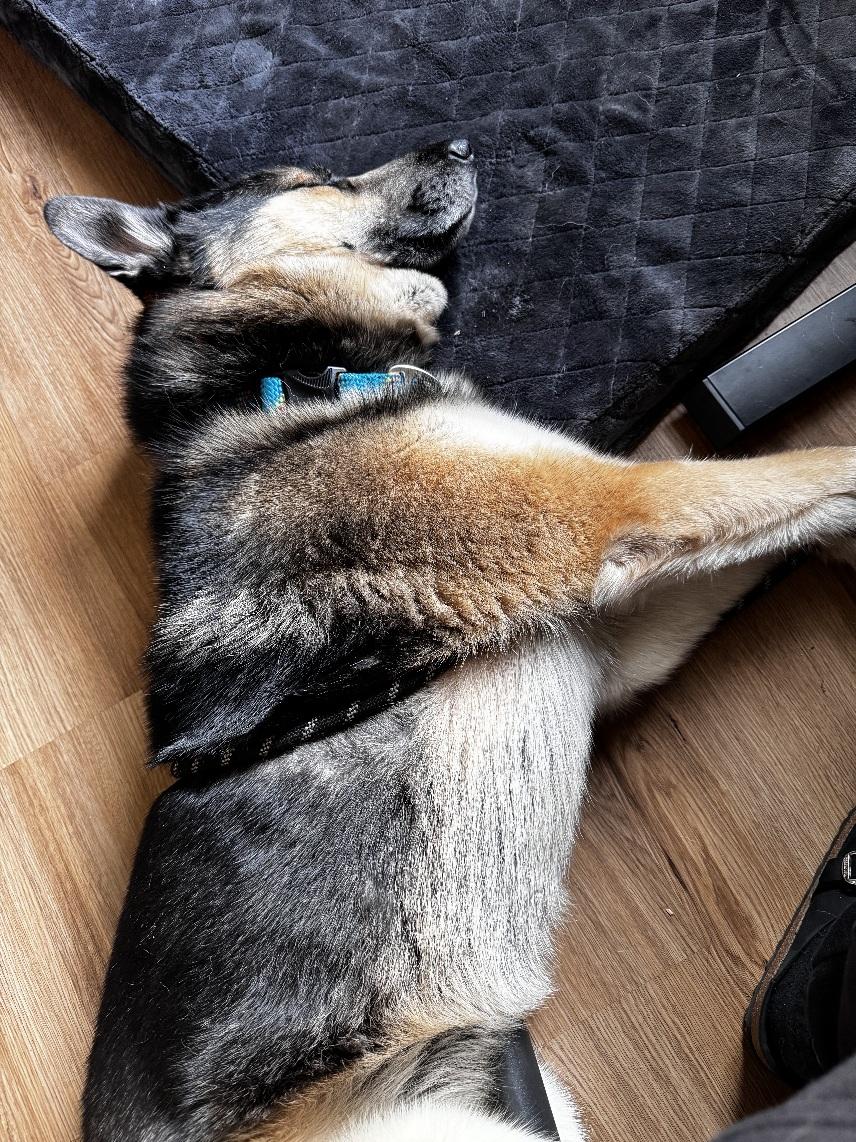 Enlarge Haven, a ADOPTABLE German Shepherd Dog in San Jose, CA image 4/5