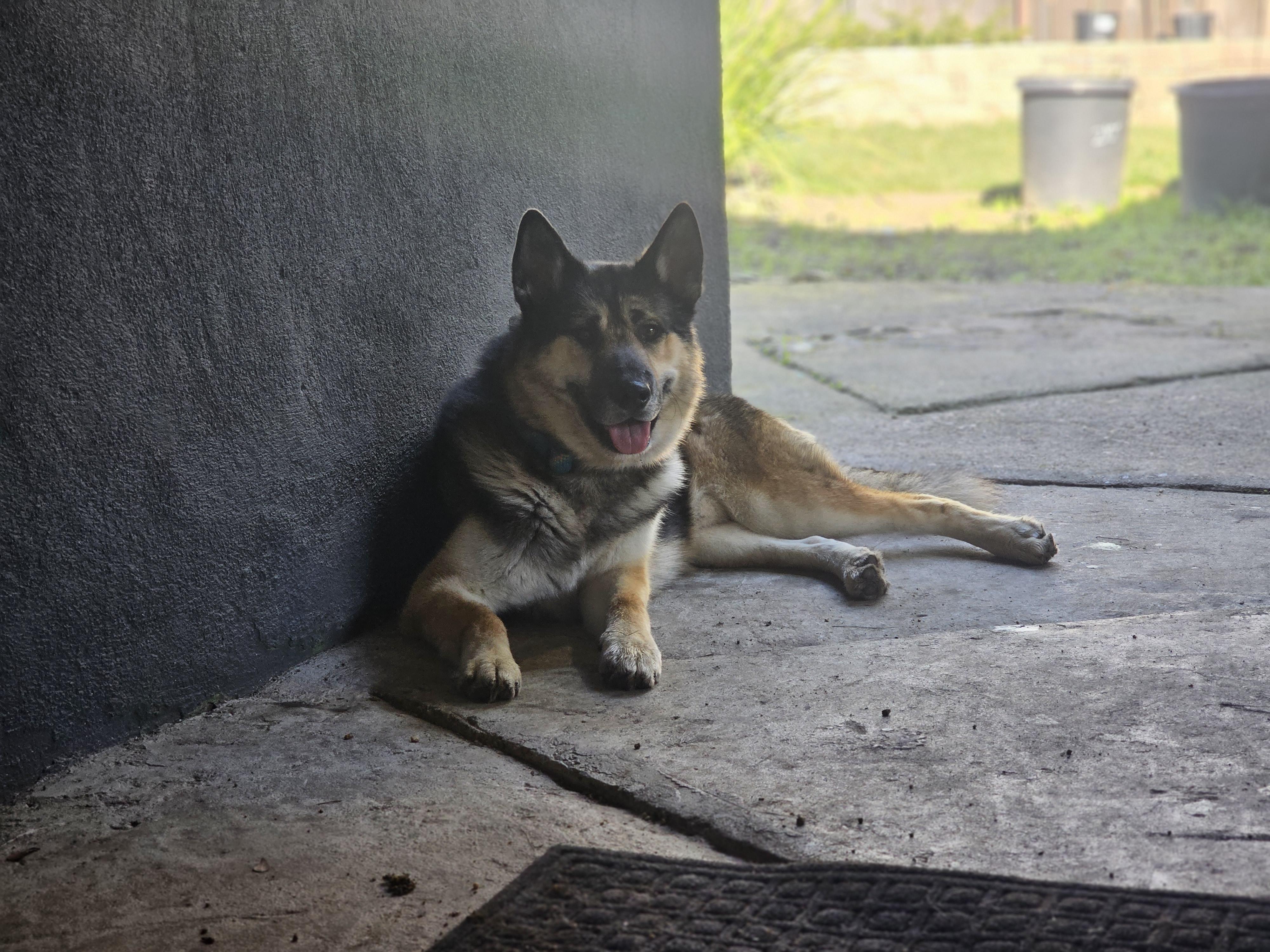 Enlarge Haven, a ADOPTABLE German Shepherd Dog in San Jose, CA image 3/5