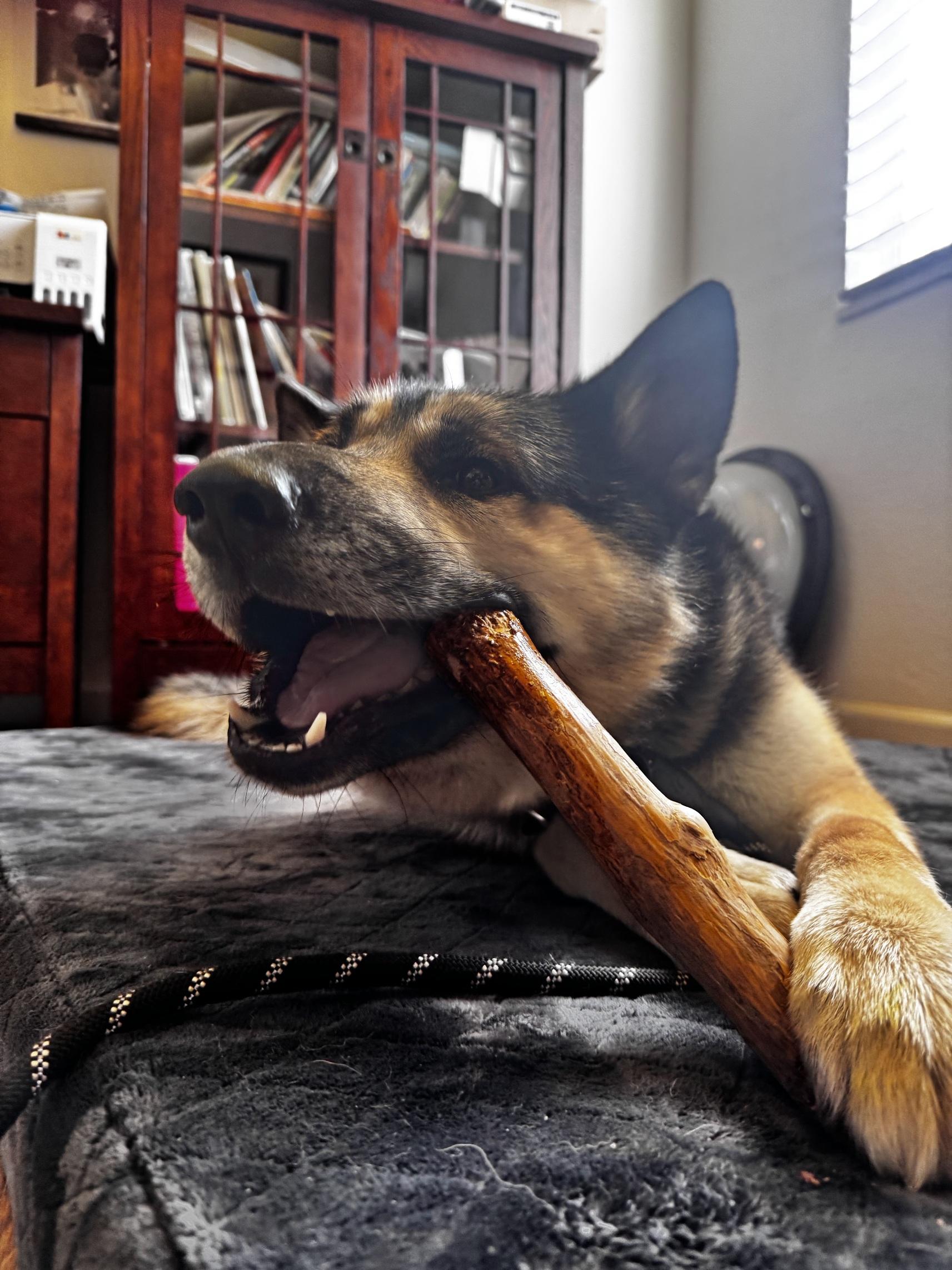 Haven, ADOPTABLE, Young Male German Shepherd Dog.