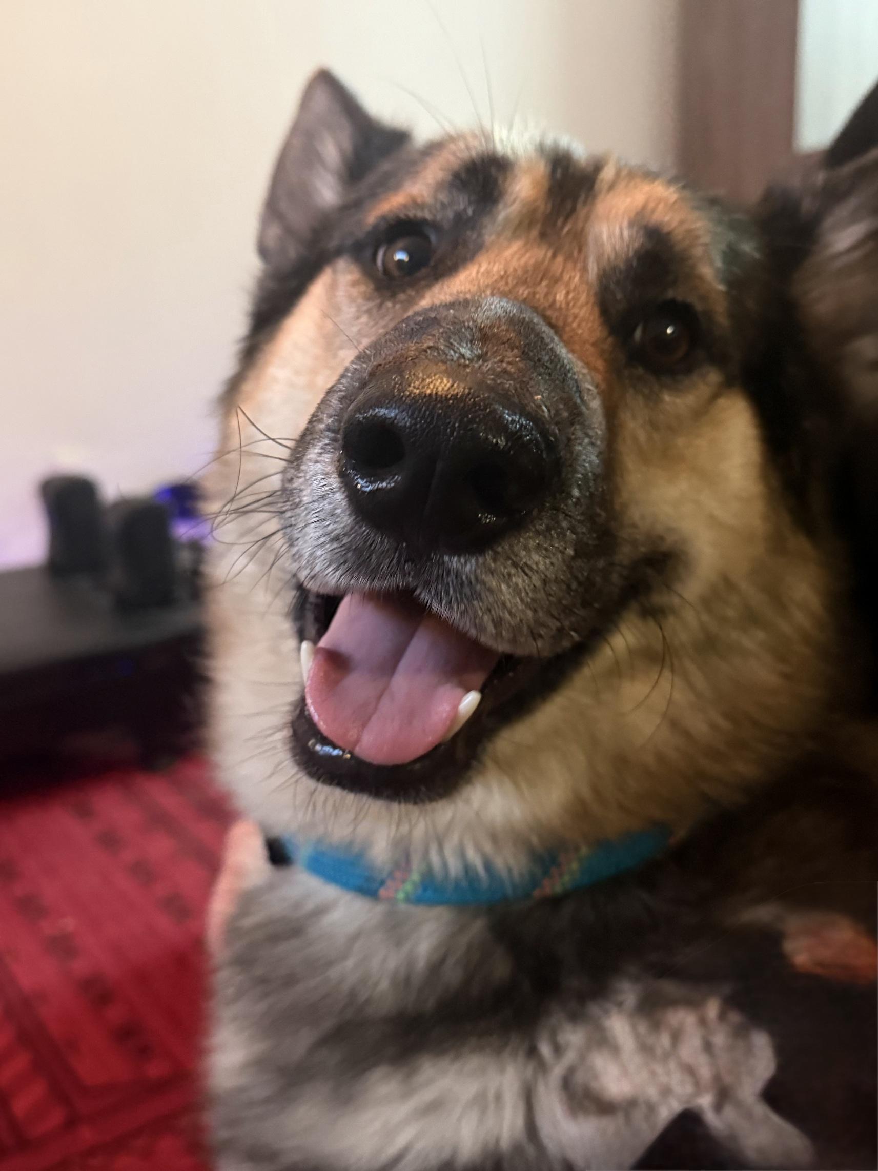 Enlarge Haven, a ADOPTABLE German Shepherd Dog in San Jose, CA image 5/5