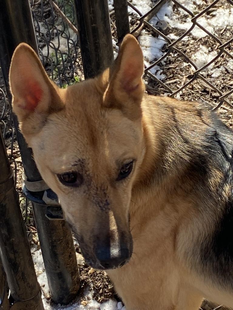 Tiffany, a Adoptable Shepherd image 2/6