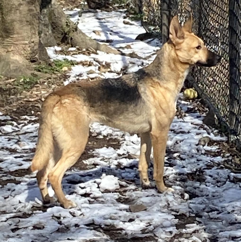 Tiffany, a Adoptable Shepherd image 3/6