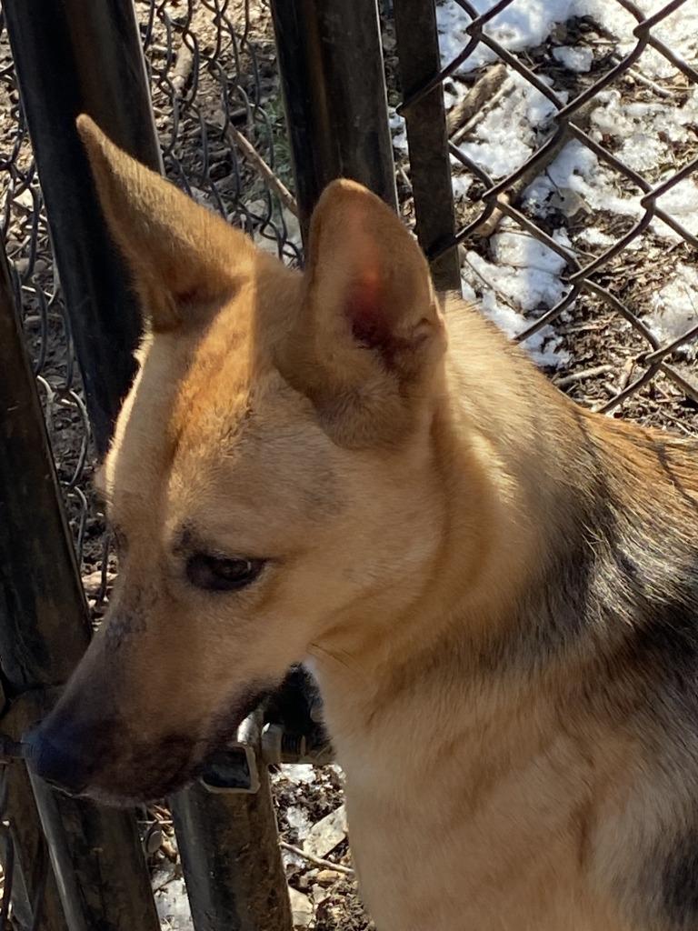 Tiffany, a Adoptable Shepherd image 4/6