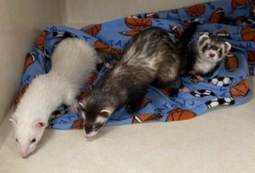 Buddy, Loki and Moose, Adoptable, Adult Male Ferret.