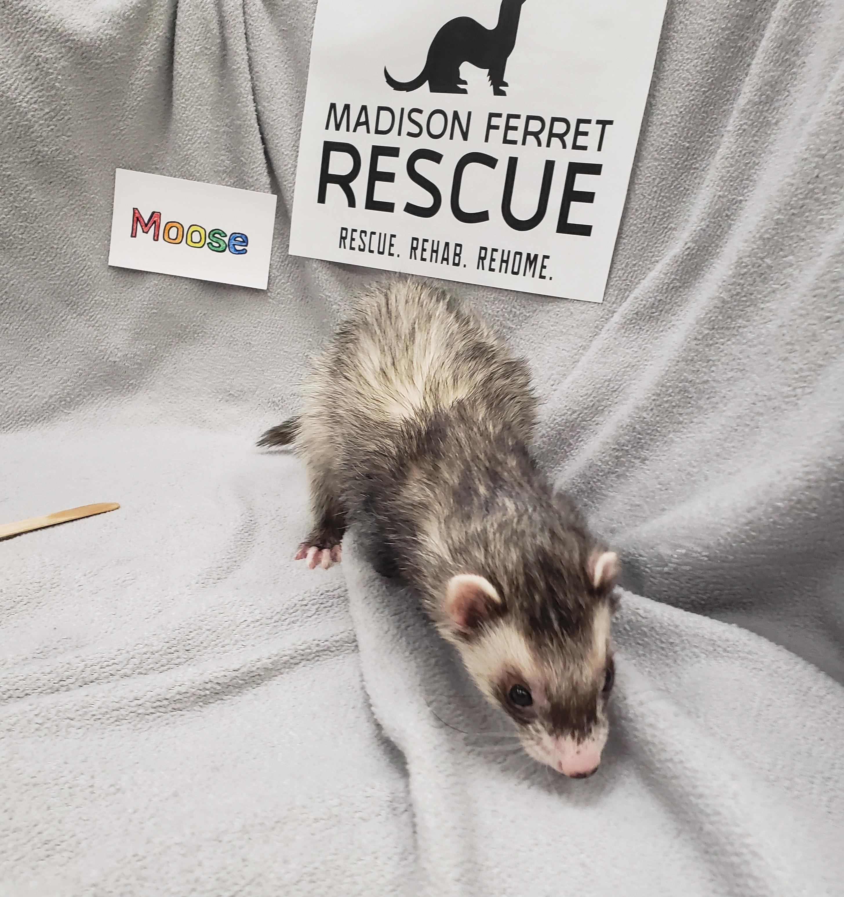 Buddy, Loki and Moose, a Adoptable Ferret in Madison, WI image 2/5