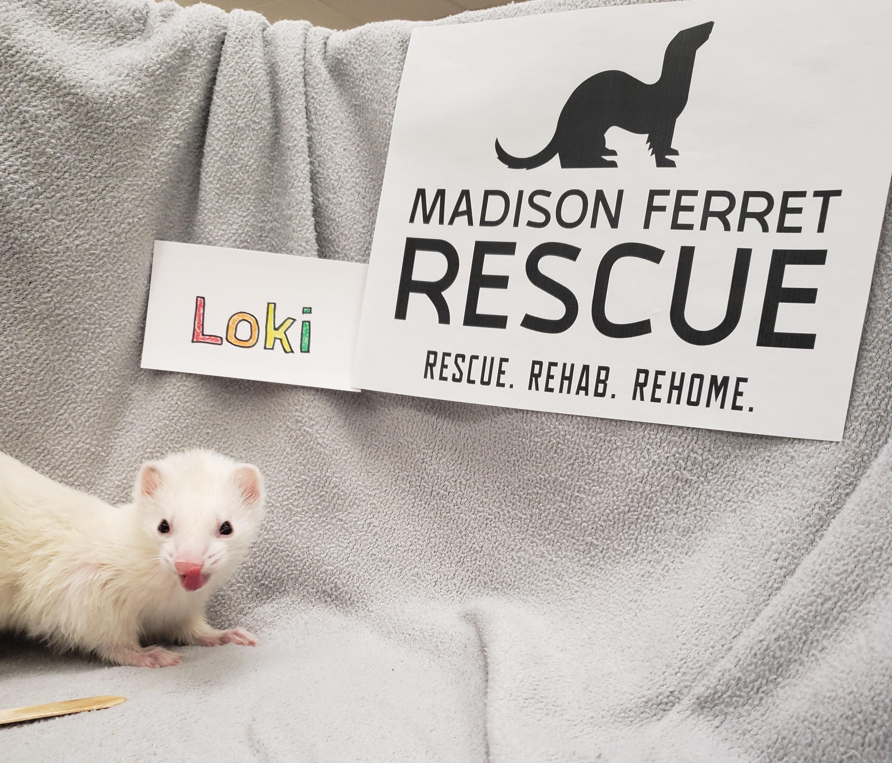Buddy, Loki and Moose, a Adoptable Ferret in Madison, WI image 4/5