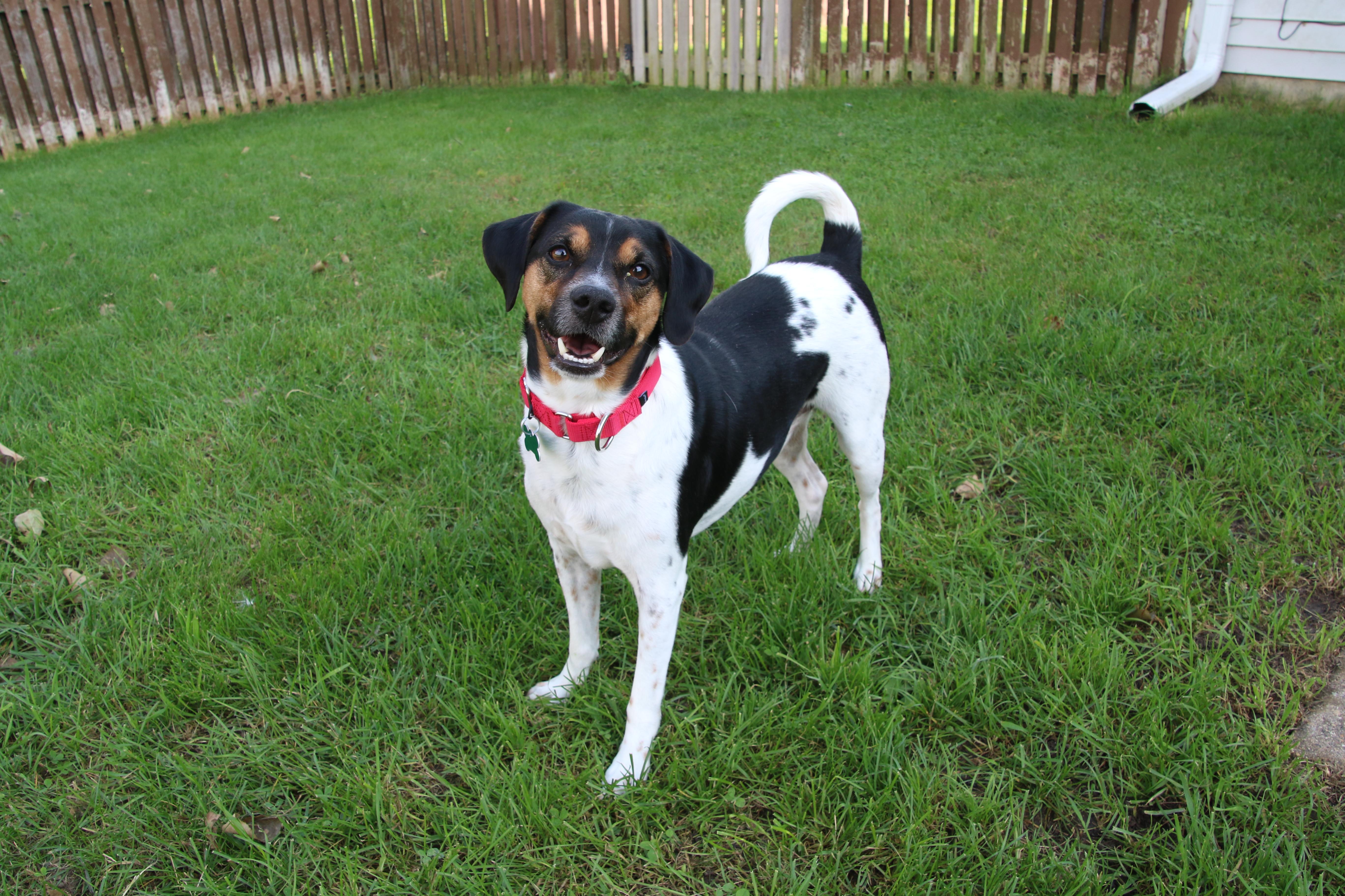 Enlarge John, a Adoptable mixed breed in Aurora, IL image 2/6