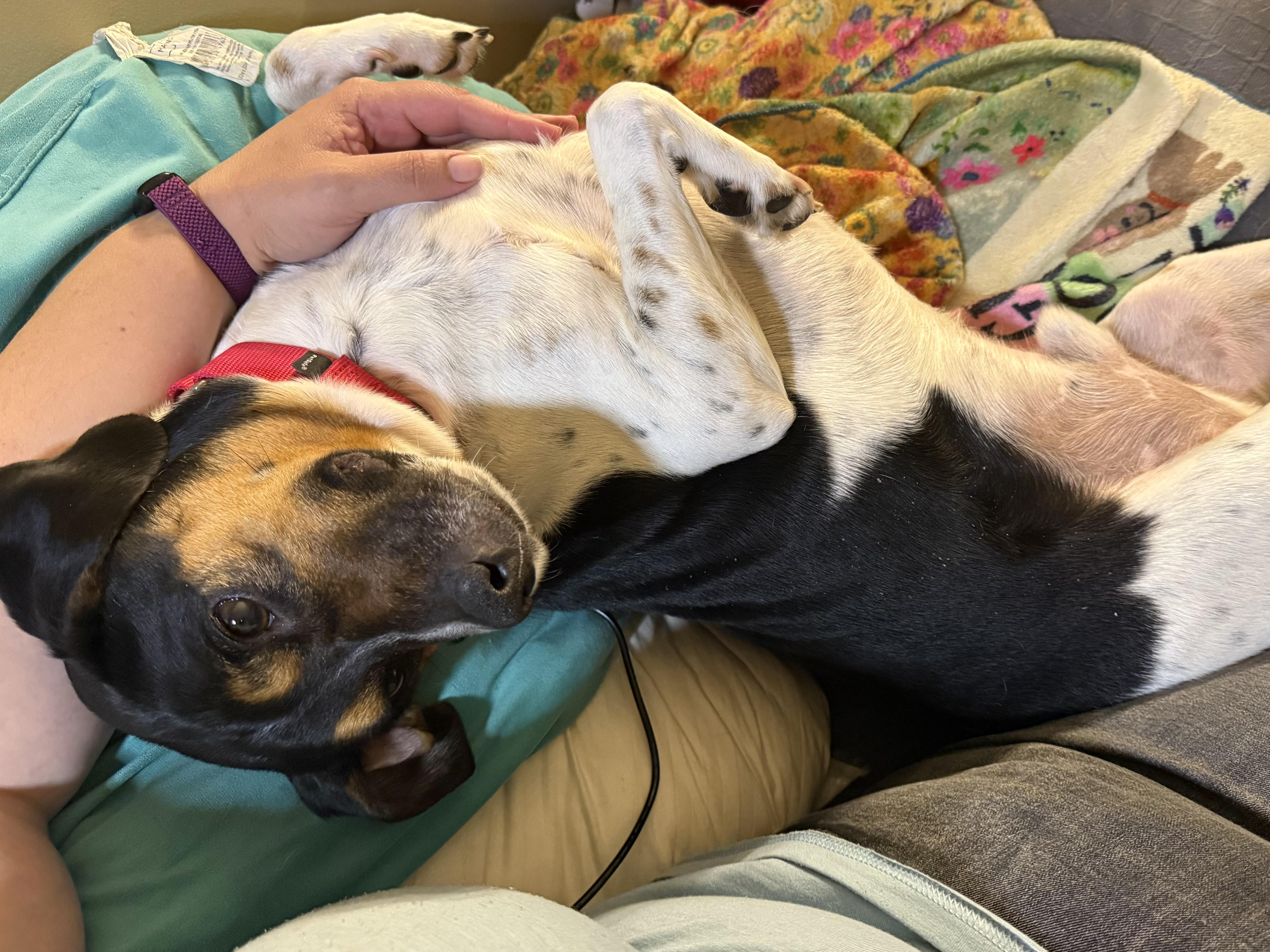 Enlarge John, a Adoptable mixed breed in Aurora, IL image 3/6