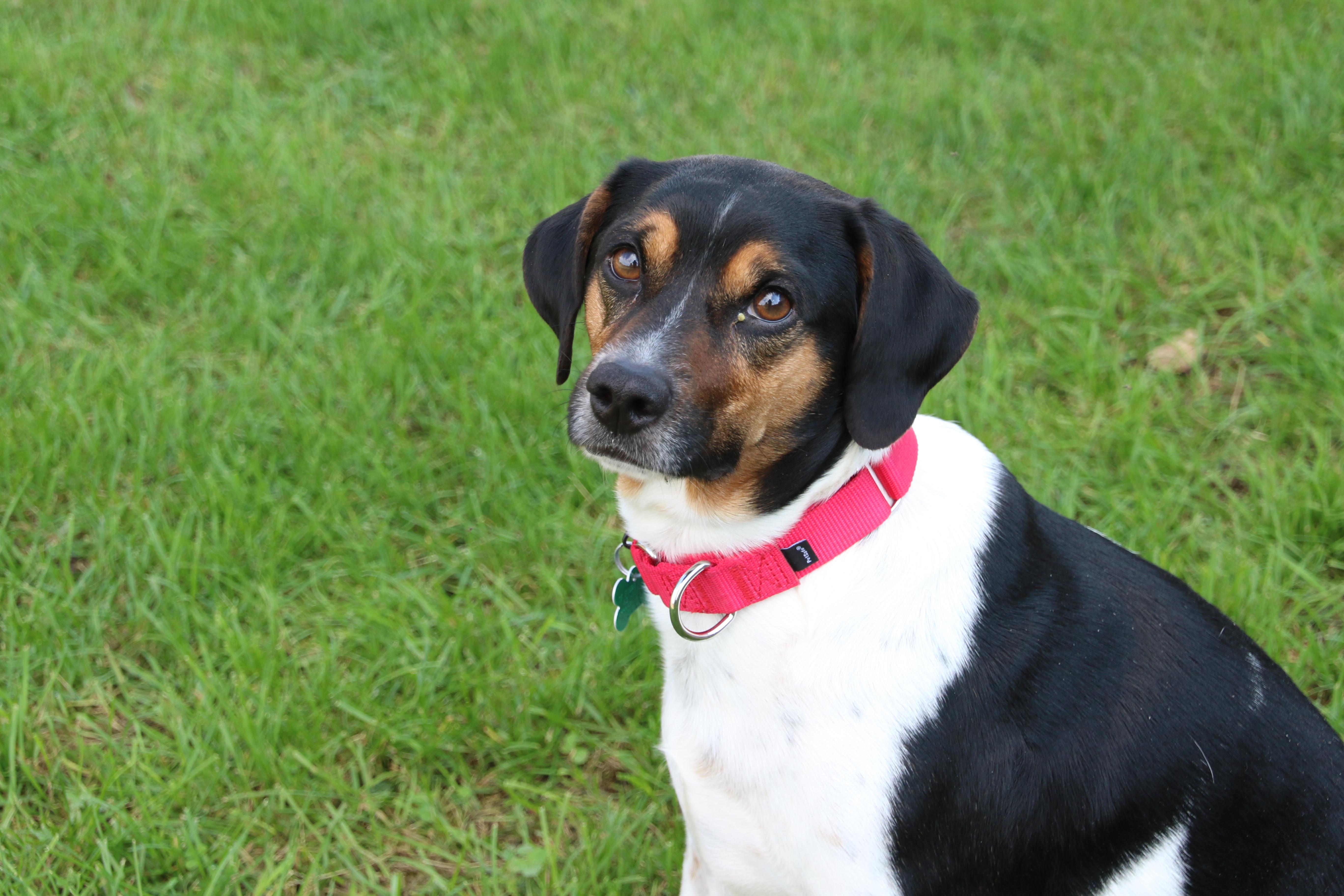 John, Adoptable, Adult Male Beagle & Terrier.