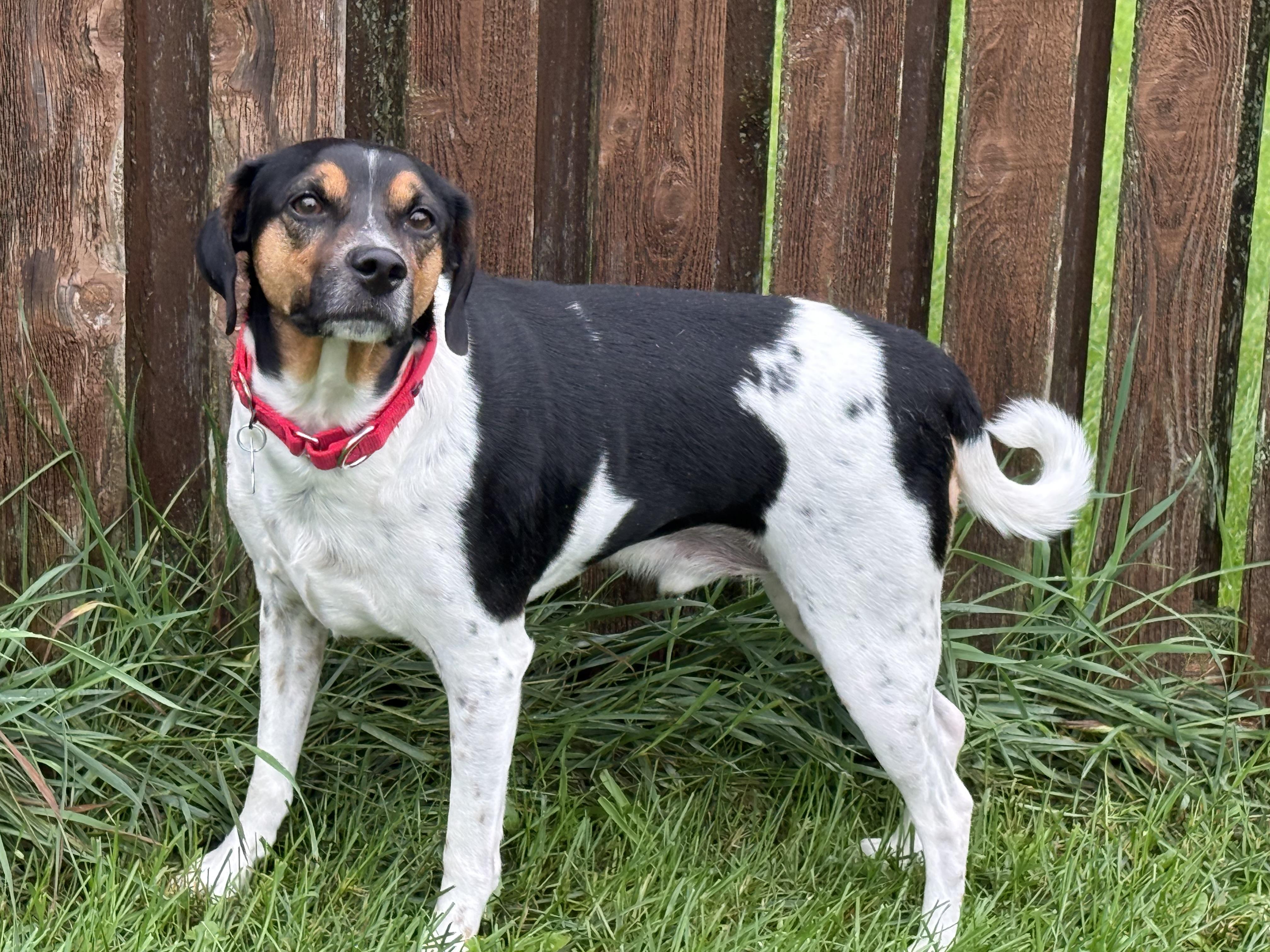 Enlarge John, a Adoptable mixed breed in Aurora, IL image 4/6