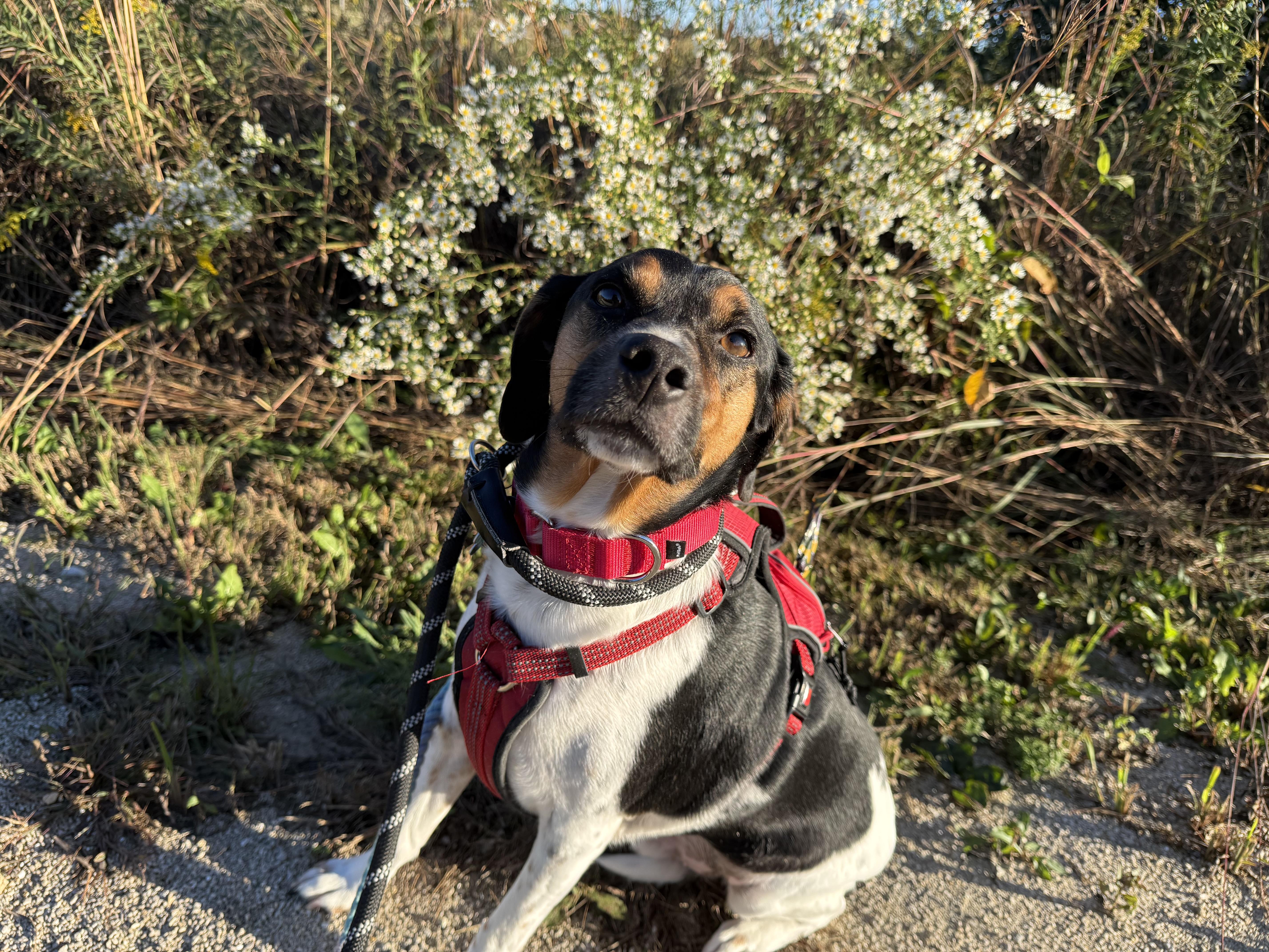Enlarge John, a Adoptable mixed breed in Aurora, IL image 5/6