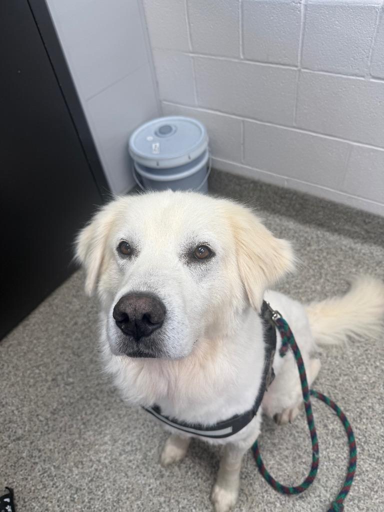 Enlarge Kenobi, a Adoptable Golden Retriever in Van Wert, OH image 1/1